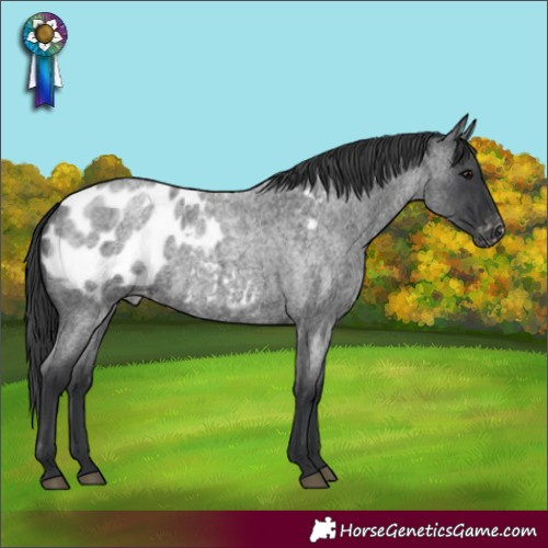 Horse Color:Blue Roan Appaloosa 