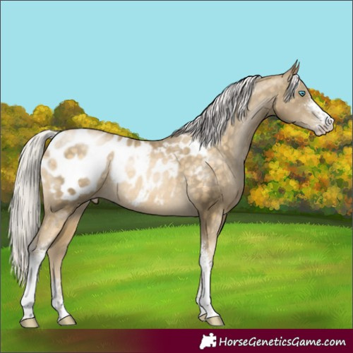 Horse Color:Silver Buckskin Pearl Sabino Appaloosa Rabicano