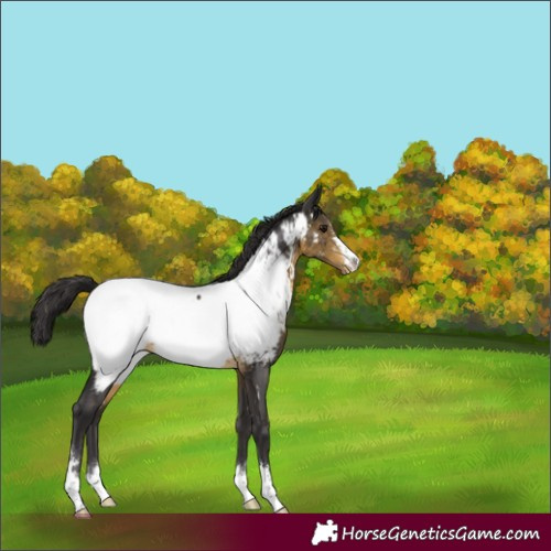 Horse Color:Buckskin Appaloosa Rabicano 
