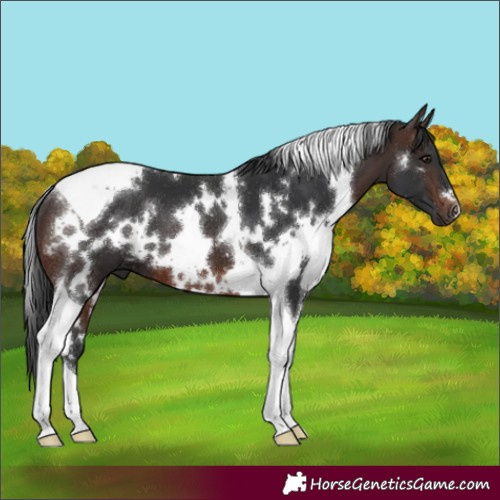 Horse Color:White Spotted Brown Tobiano 