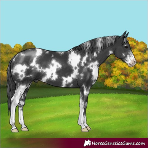 Horse Color:White Spotted Black Sabino