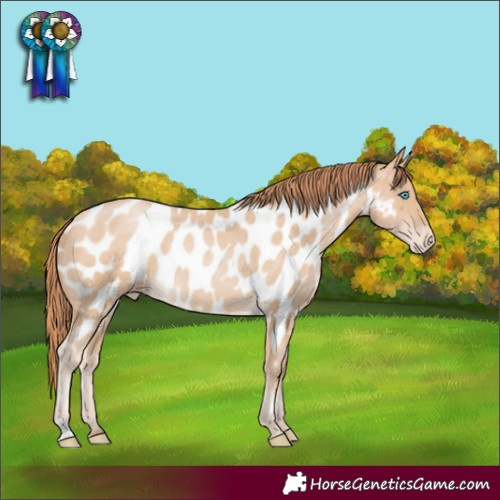 Horse Color:Buckskin Pearl Appaloosa Rabicano