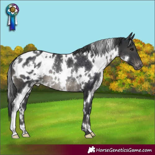 Horse Color:White Spotted Black Appaloosa Rabicano 