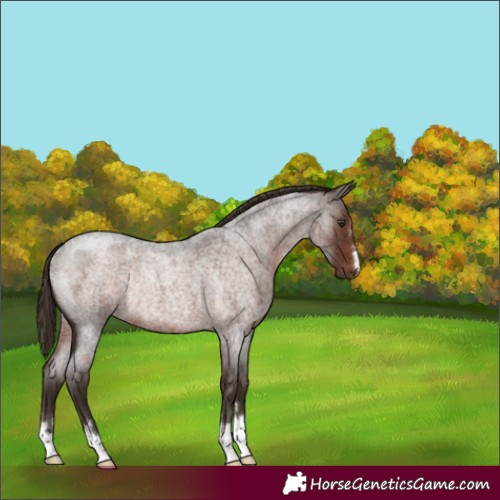 Horse Color:Liver Red Roan Rabicano 