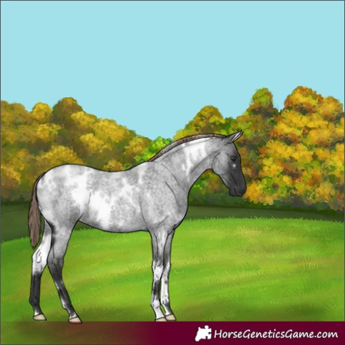 Horse Color:White Spotted Liver Red Roan 