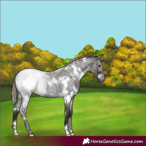 Horse Color:White Spotted Liver Red Roan 