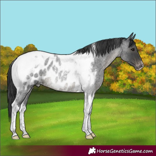 Horse Color:Blue Roan Tobiano Appaloosa Rabicano