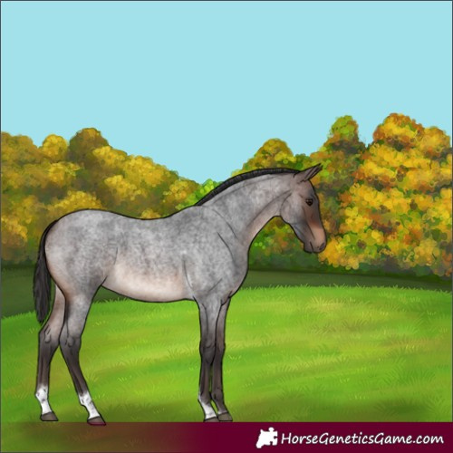 Horse Color:Brown Roan Tobiano 
