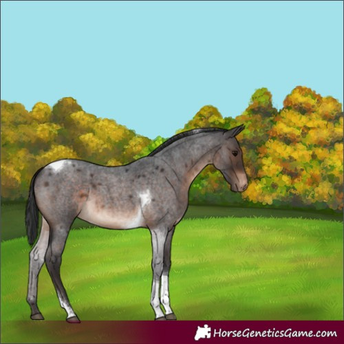 Horse Color:Brown Roan Tobiano Appaloosa 