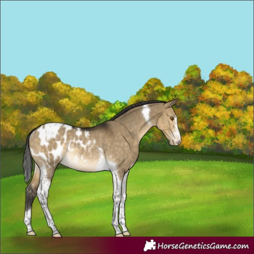 Horse Color:Buckskin Dun Tobiano Appaloosa Rabicano 