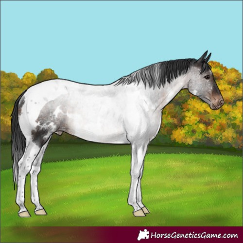 Horse Color:White Spotted Brown Tobiano Appaloosa Rabicano