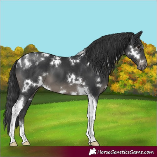 Horse Color:White Spotted Black Tobiano Appaloosa 