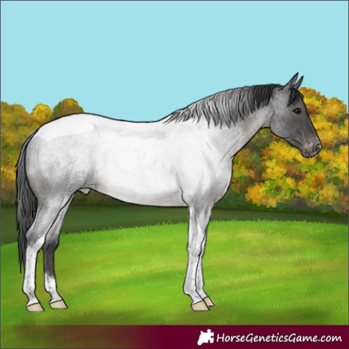 Horse Color:Blue Roan Tobiano Appaloosa Rabicano