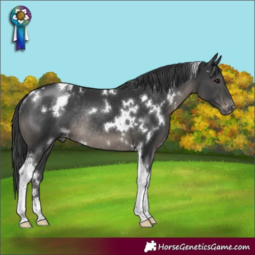 Horse Color:White Spotted Black Tobiano Appaloosa Rabicano 