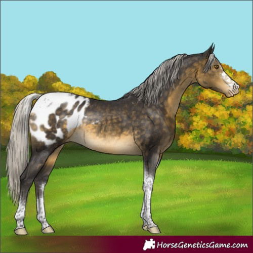 Horse Color:Silver Buckskin Tobiano Appaloosa Rabicano 