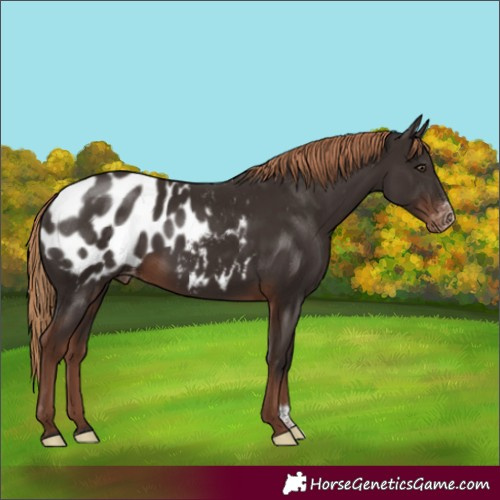 Horse Color:Liver Chestnut Sabino Appaloosa Rabicano