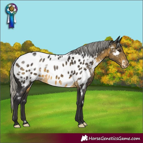 Horse Color:White Spotted Silver Buckskin Appaloosa
