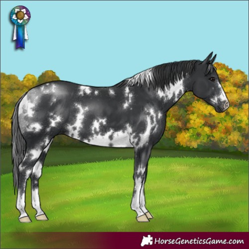 Horse Color:White Spotted Black