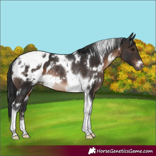 Horse Color:White Spotted Brown Tobiano Appaloosa Rabicano
