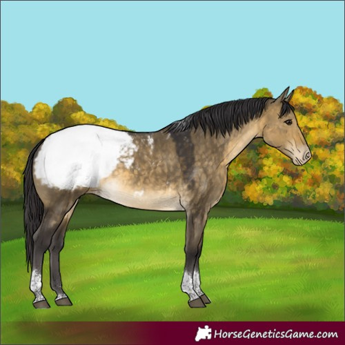 Horse Color:Buckskin Dun Tobiano Appaloosa Rabicano 