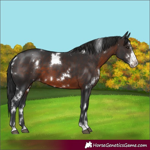 Horse Color:White Spotted Brown Sabino Appaloosa