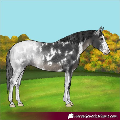 Horse Color:White Spotted Black Sabino Rabicano 