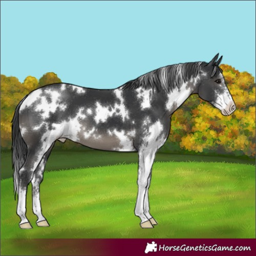 Horse Color:White Spotted Black Sabino