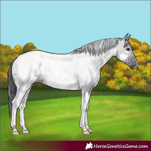 Horse Color:White Spotted Black Tobiano Appaloosa Rabicano