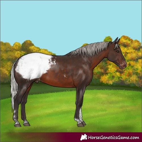 Horse Color:Silver Brown Tobiano Appaloosa Rabicano