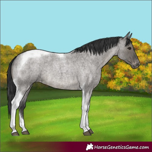 Horse Color:Grullo Roan Tobiano Appaloosa