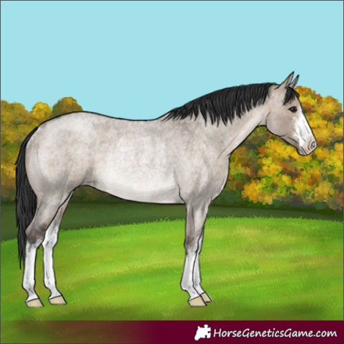 Horse Color:White Spotted Brown Roan Dun Rabicano
