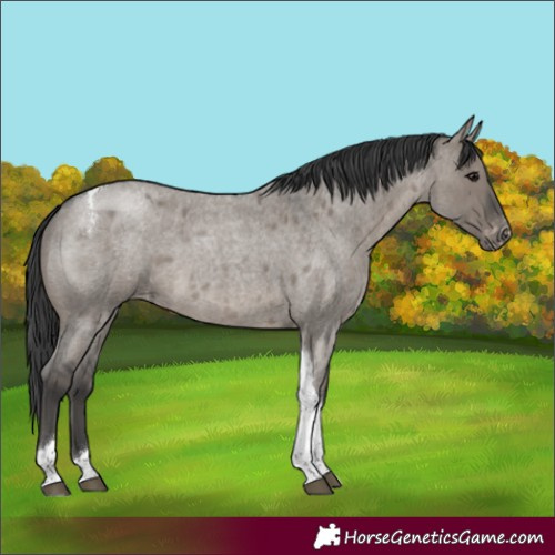 Horse Color:Grullo Roan Tobiano Appaloosa