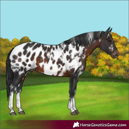 Horse Color:White Spotted Brown Appaloosa Rabicano