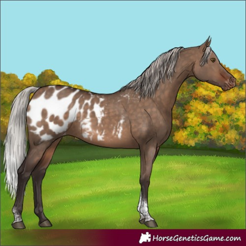 Horse Color:Silver Brown Dun Tobiano Appaloosa Rabicano