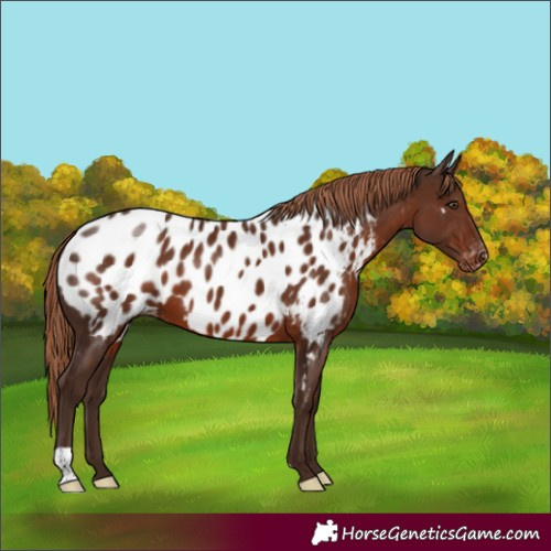 Horse Color:Liver Chestnut Appaloosa