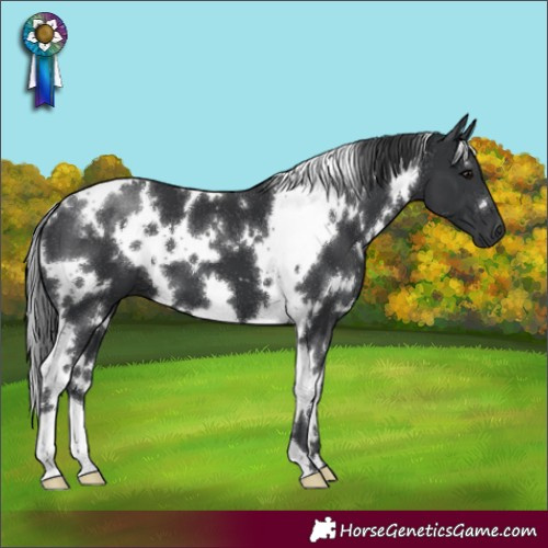 Horse Color:White Spotted Black 