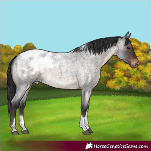 Horse Color:Brown Roan Tobiano Appaloosa Rabicano 