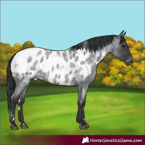 Horse Color:White Spotted Blue Roan Appaloosa Rabicano 