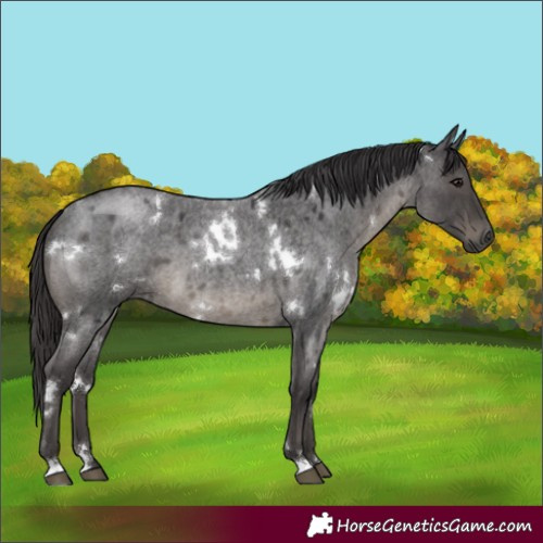 Horse Color:White Spotted Smoky Blue Roan