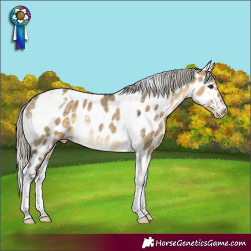 Horse Color:Silver Buckskin Dun Tobiano Appaloosa Rabicano 