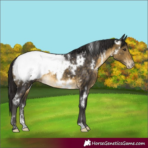 Horse Color:White Spotted Buckskin Appaloosa Rabicano 