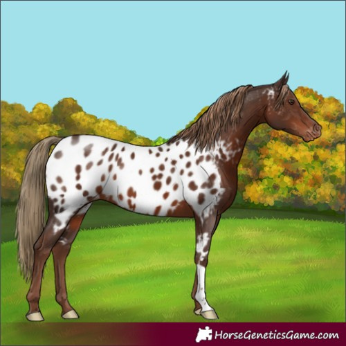 Horse Color:Liver Chestnut Appaloosa 