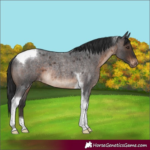 Horse Color:Brown Roan Tobiano Appaloosa Rabicano 