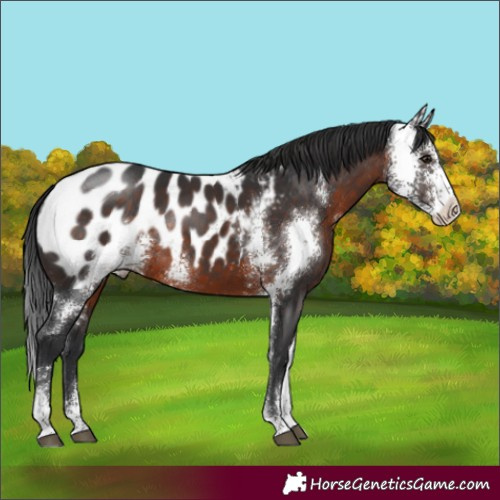 Horse Color:Brown Sabino Appaloosa Rabicano