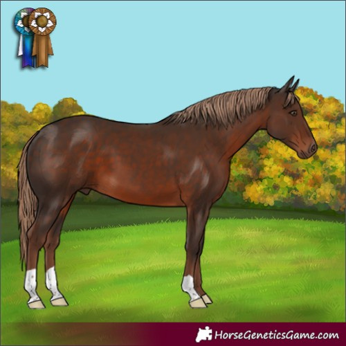Horse Color:Liver Chestnut