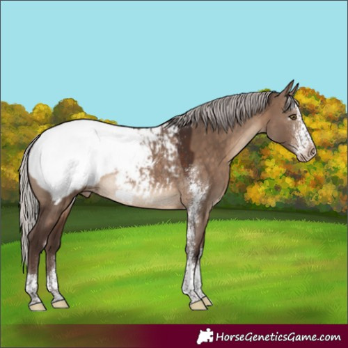 Horse Color:Silver Brown Dun Sabino Appaloosa Rabicano 