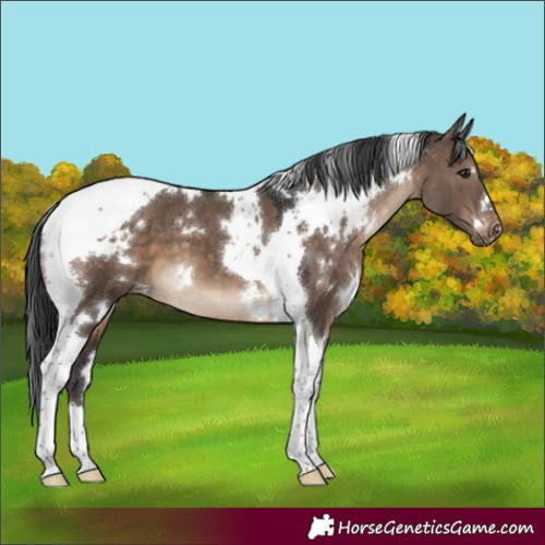 Horse Color:White Spotted Brown Dun Tobiano Appaloosa