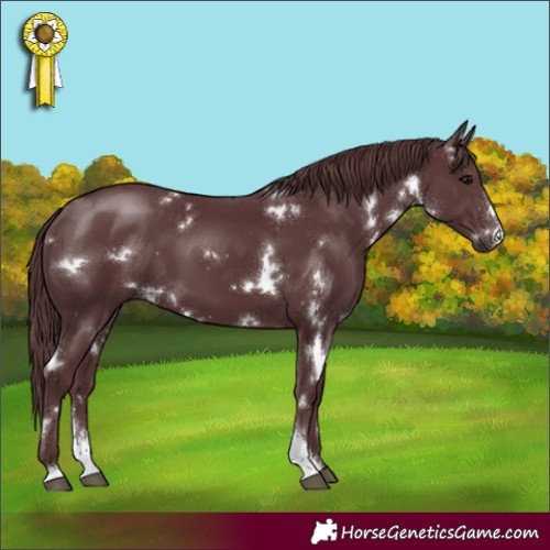 Horse Color:White Spotted Chocolate Black Sabino
