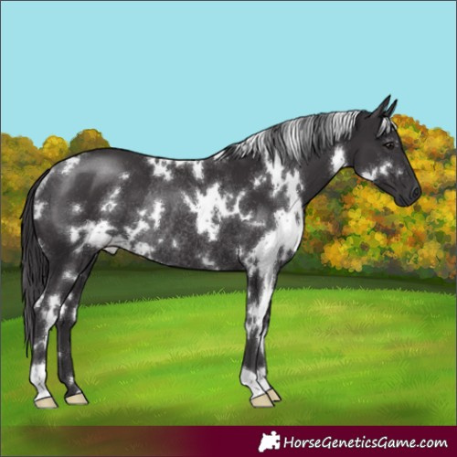 Horse Color:White Spotted Smoky Black Rabicano