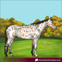 Horse Color:Gray Buckskin Appaloosa 